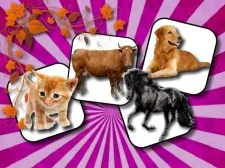 Home Animal Reminiscence Problem