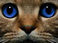 Discover the Ghost Cat