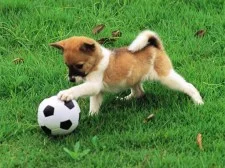 Playful Pet Outside Puzzle